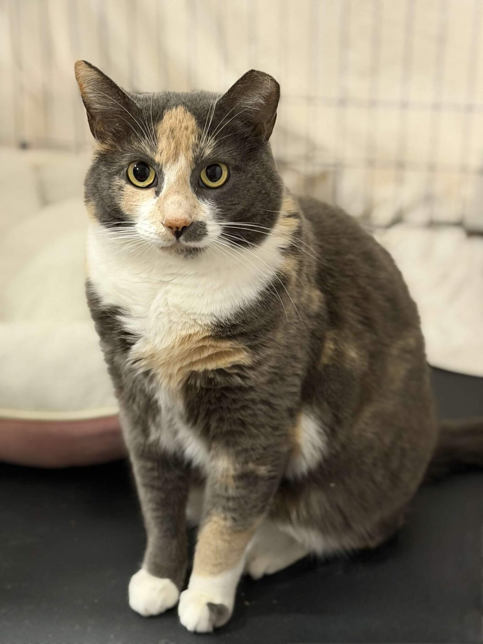 Ms. Diamond, Adoptable, Young Female Domestic Short Hair.