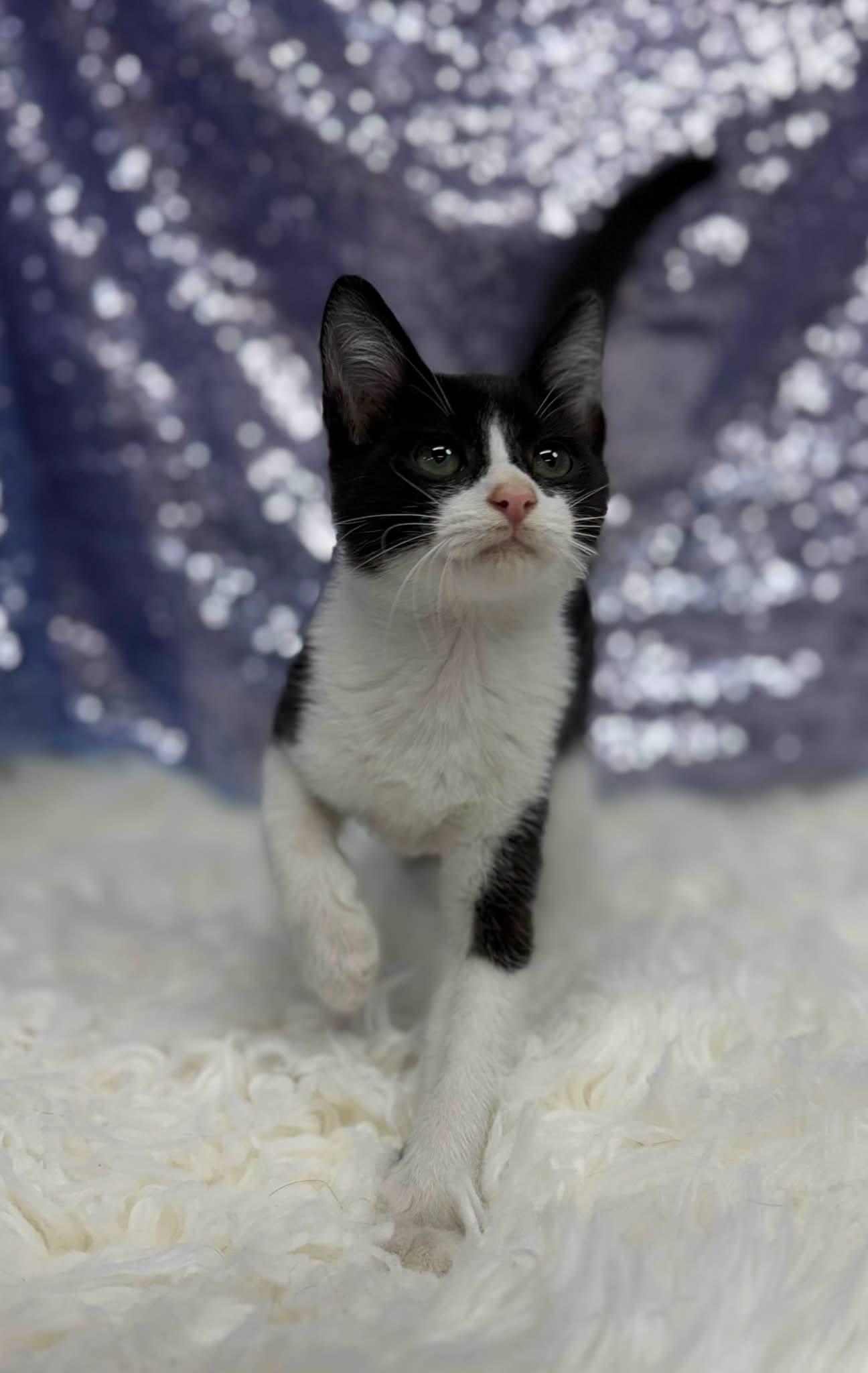 Otis, Adoptable, Young Male Domestic Medium Hair.