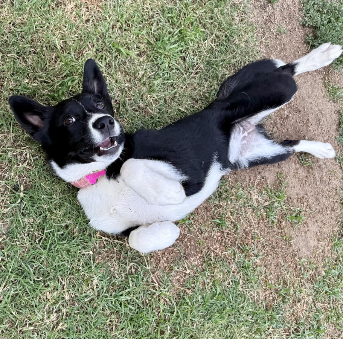 Lyric, a ADOPTABLE mixed breed in Fort Worth, TX image 3/6