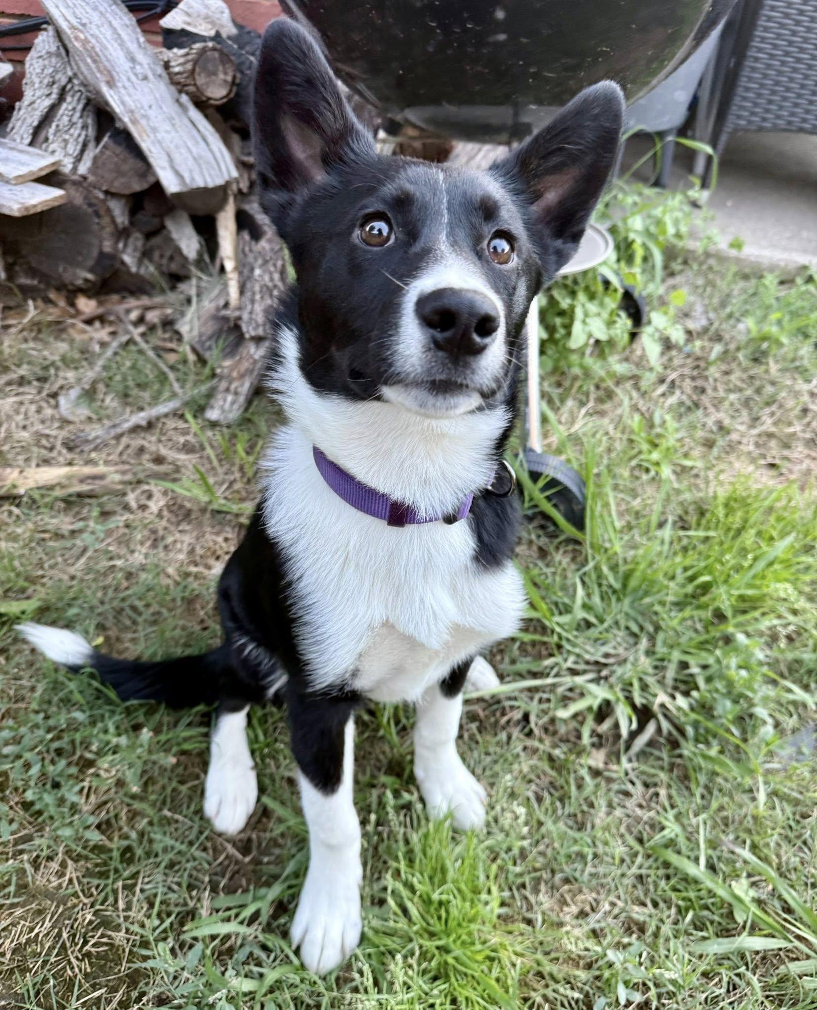 Lyric, a ADOPTABLE mixed breed in Fort Worth, TX image 4/6