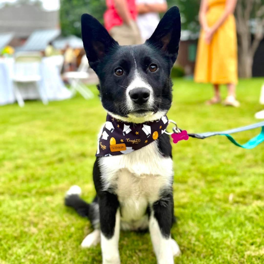 Lyric, a ADOPTABLE mixed breed in Fort Worth, TX image 1/6