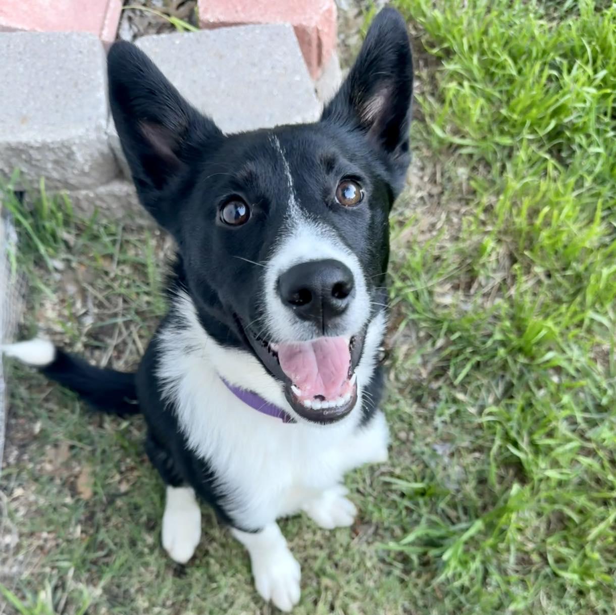 Lyric, a ADOPTABLE mixed breed in Fort Worth, TX image 6/6