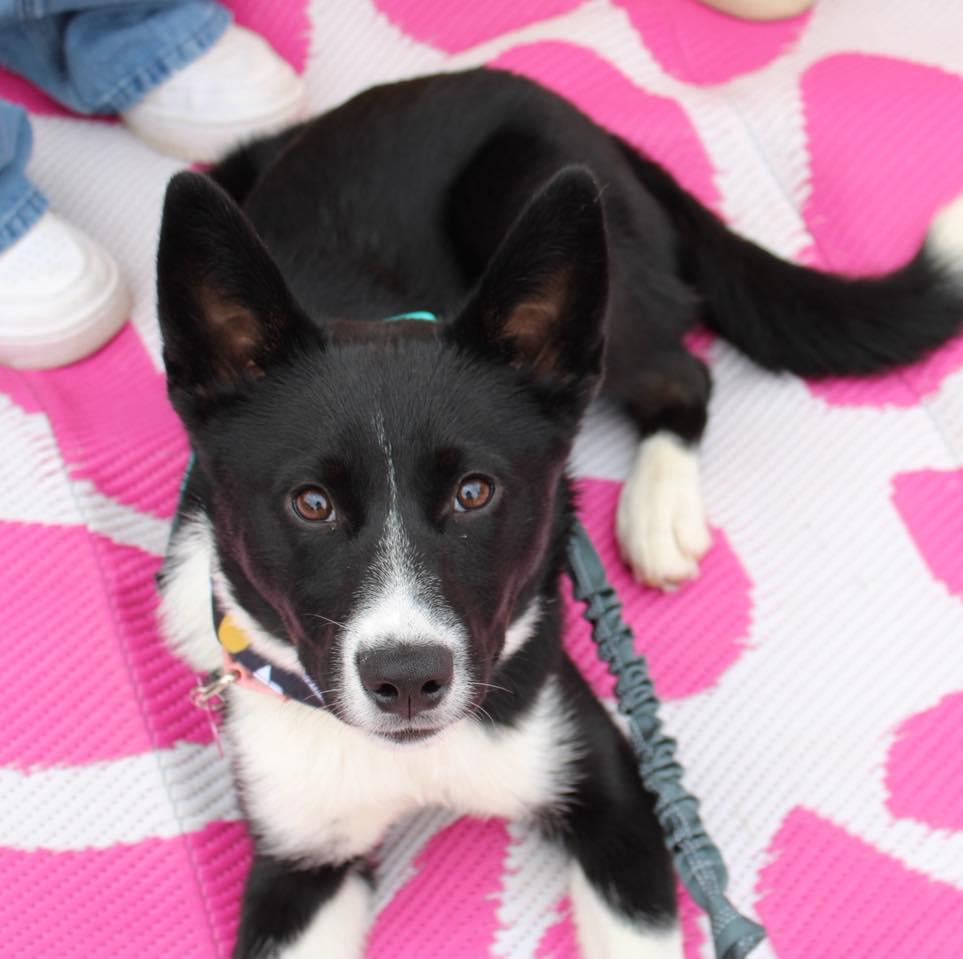 Lyric, a ADOPTABLE mixed breed in Fort Worth, TX image 5/6
