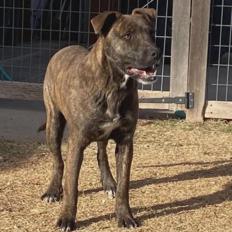 Daisy, ADOPTABLE, Young Female Labrador Retriever & Pit Bull Terrier.