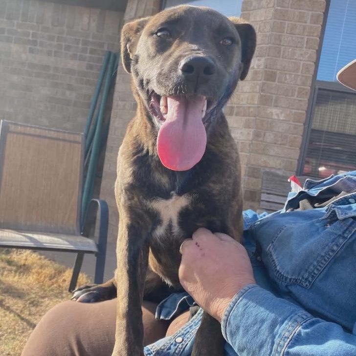 Enlarge Daisy, a ADOPTABLE mixed breed in Amarillo, TX image 3/4