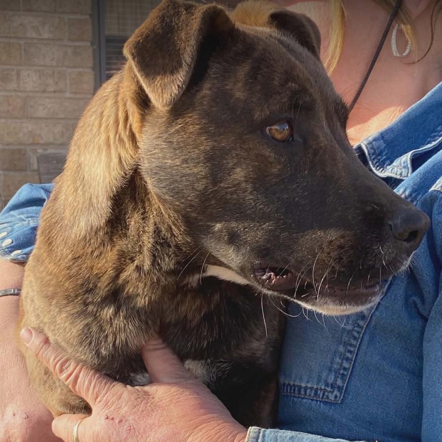 Enlarge Daisy, a ADOPTABLE mixed breed in Amarillo, TX image 2/4