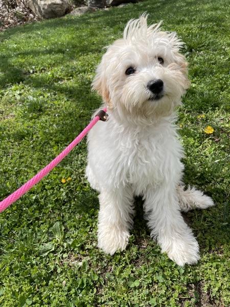 Enlarge Rose, a Adoptable mixed breed in Oakland, NJ image 1/1