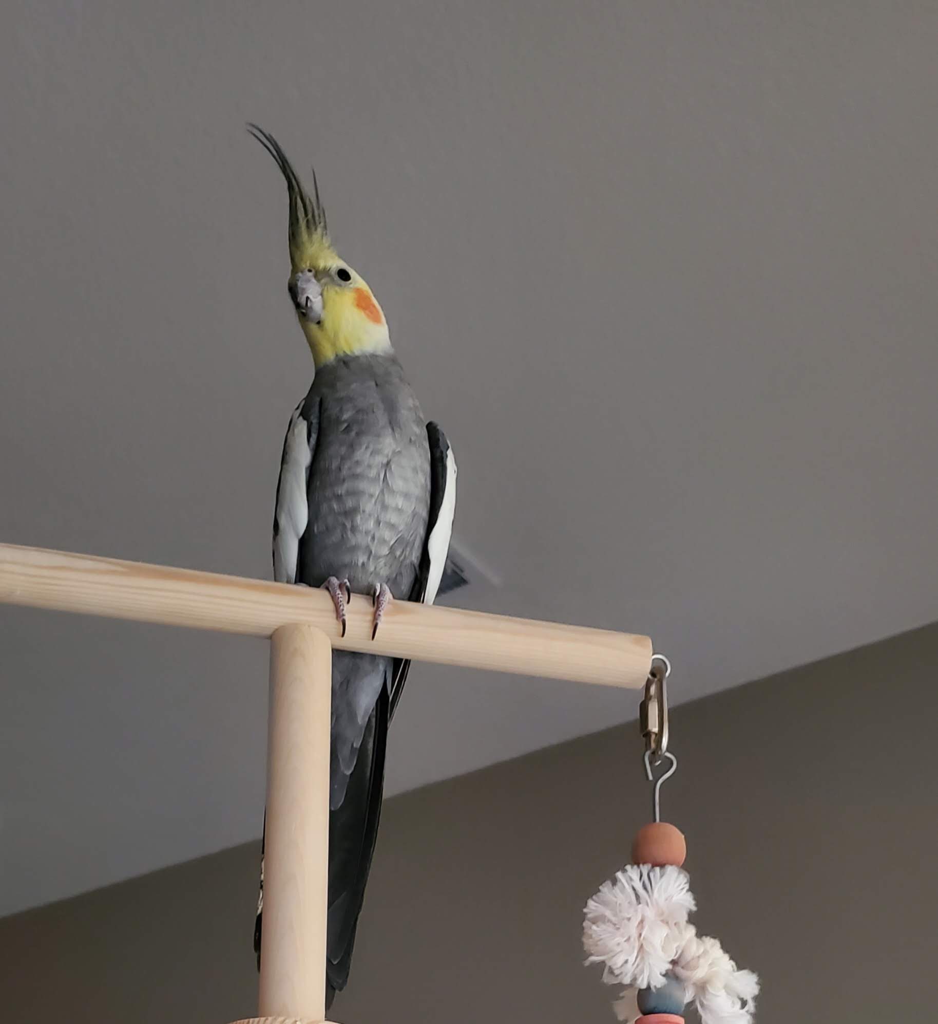 Joshua, a Adopted Cockatiel in Alvin, TX image 1/3