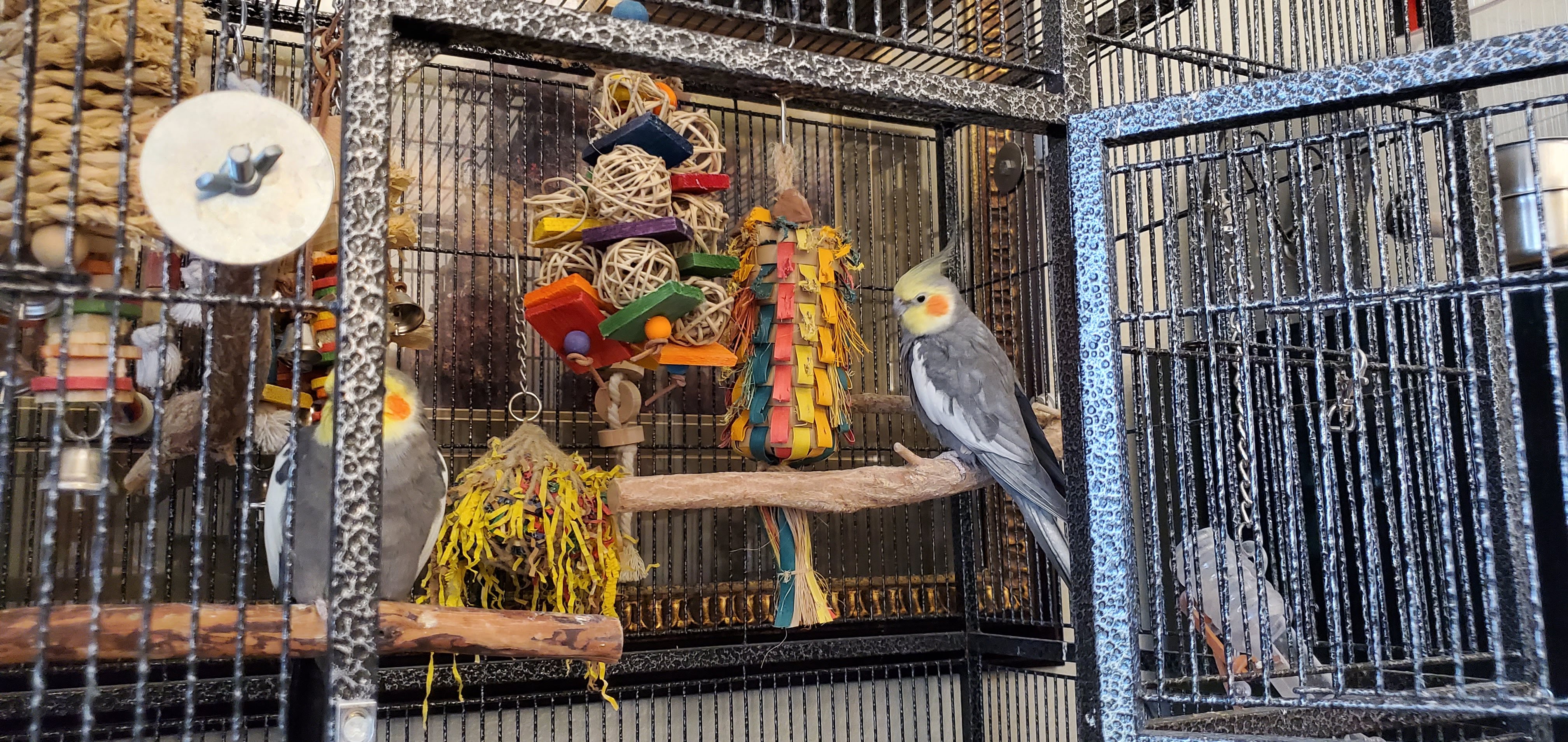 Joshua, a Adopted Cockatiel in Alvin, TX image 3/3