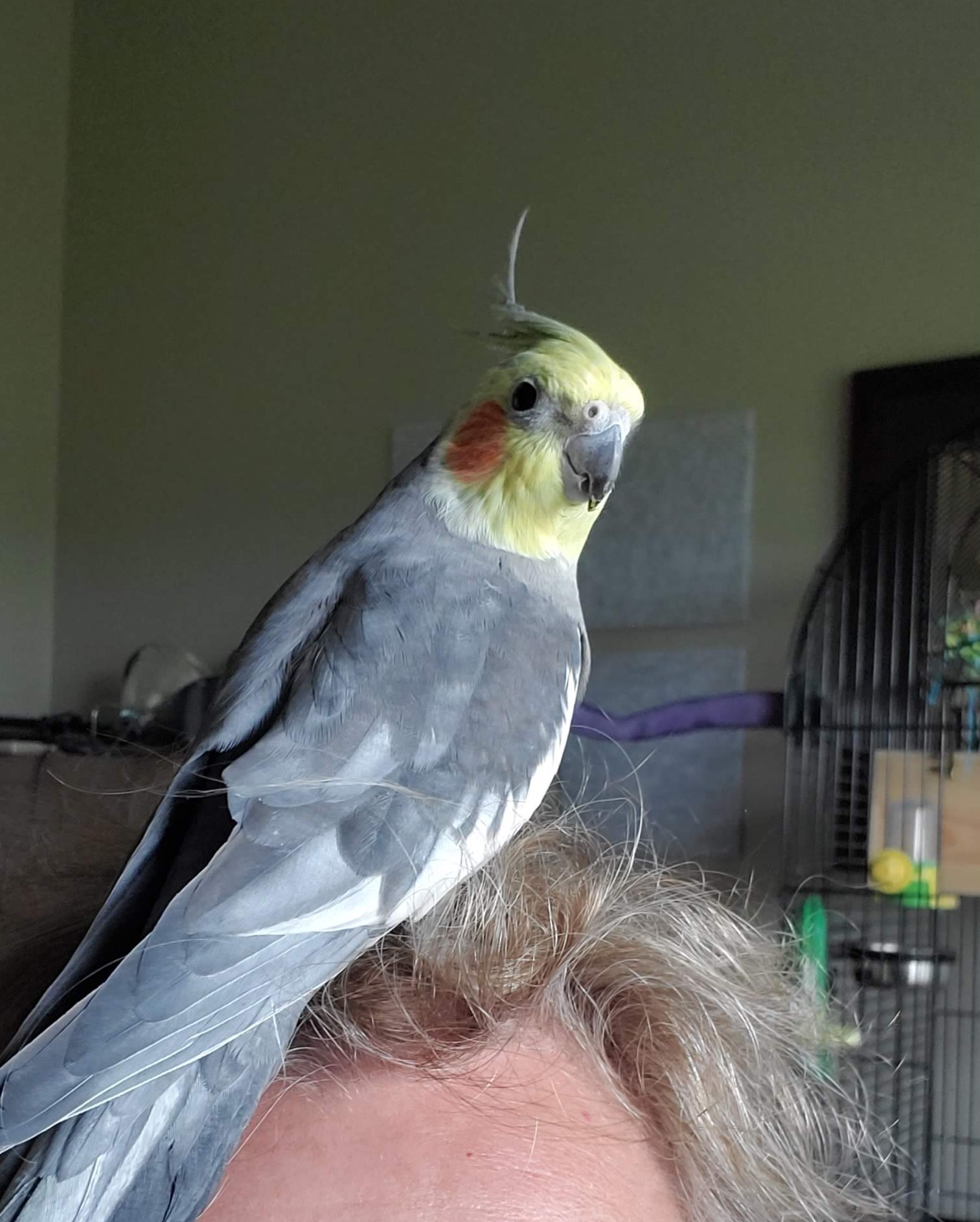 Joshua, a Adopted Cockatiel in Alvin, TX image 2/3