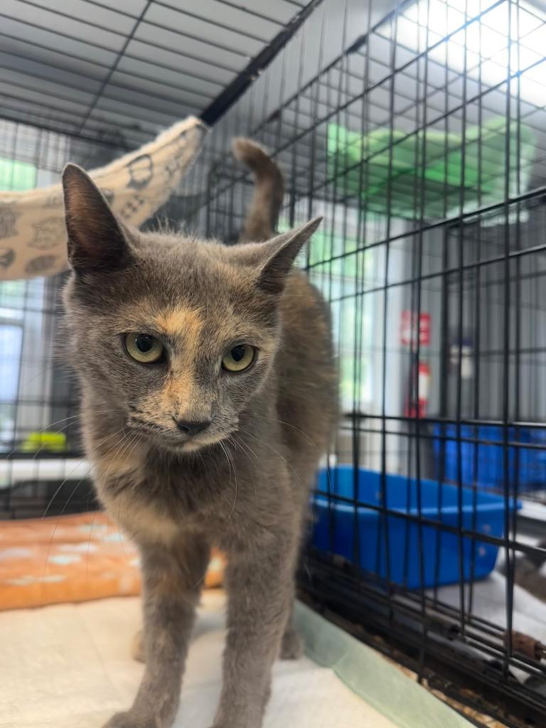 Enlarge Jasmine, a ADOPTABLE Domestic Short Hair in Winnsboro, SC image 1/1