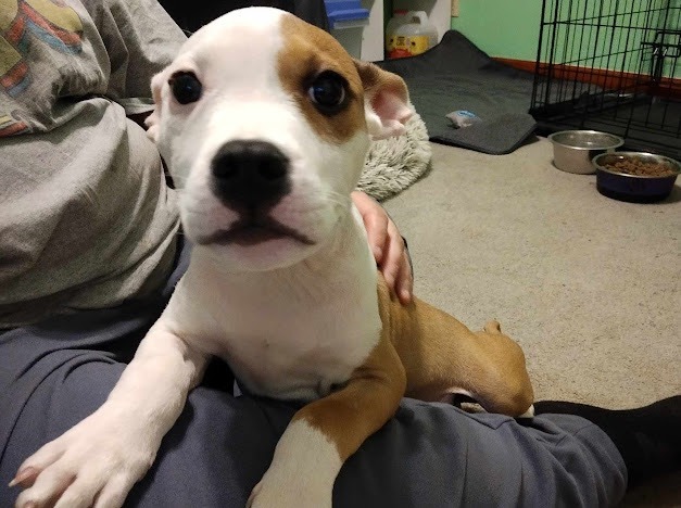 Enlarge Turbo needs a foster or forever home!, a Adopted Pit Bull Terrier in Tacoma, WA image 3/4