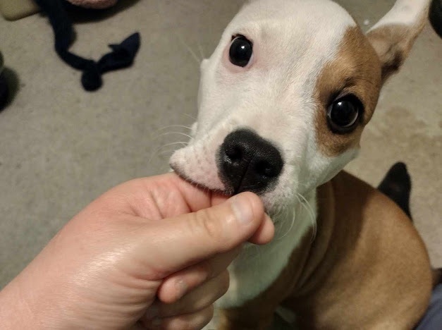 Enlarge Turbo needs a foster or forever home!, a Adopted Pit Bull Terrier in Tacoma, WA image 4/4