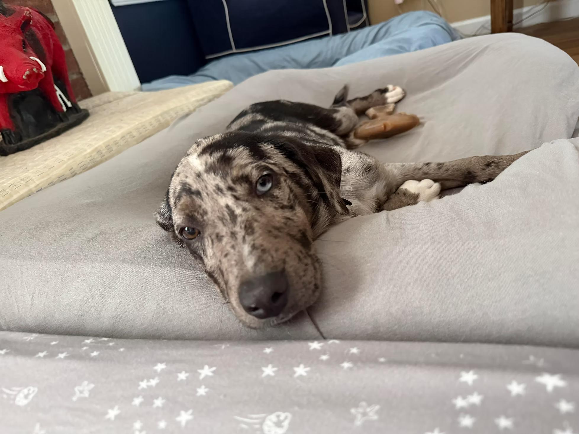 Enlarge Roux - in Maine, a ADOPTABLE Catahoula Leopard Dog in Kennebunkport, ME image 2/5