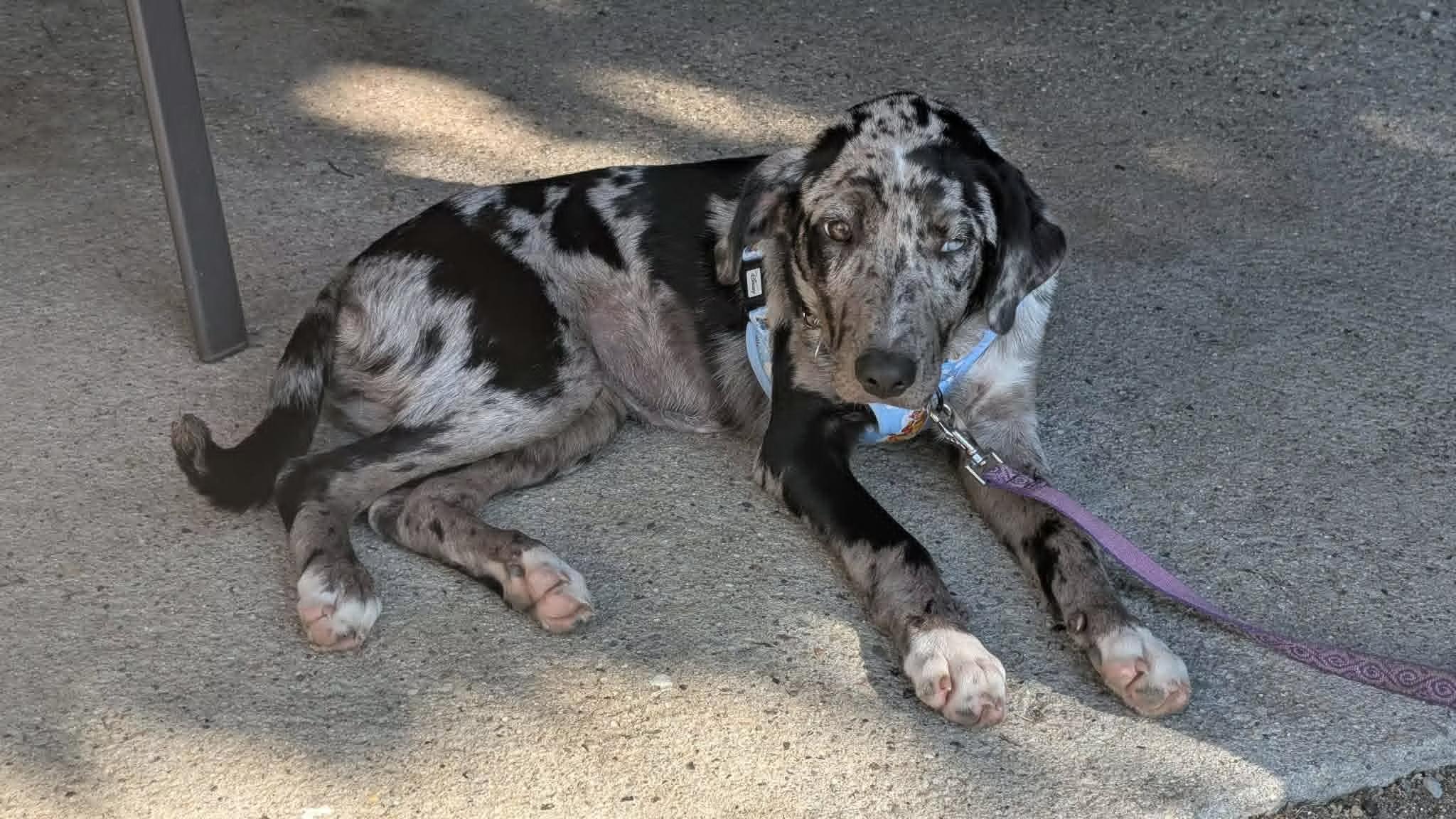 Roux - in Maine, ADOPTABLE, Puppy Female Catahoula Leopard Dog.