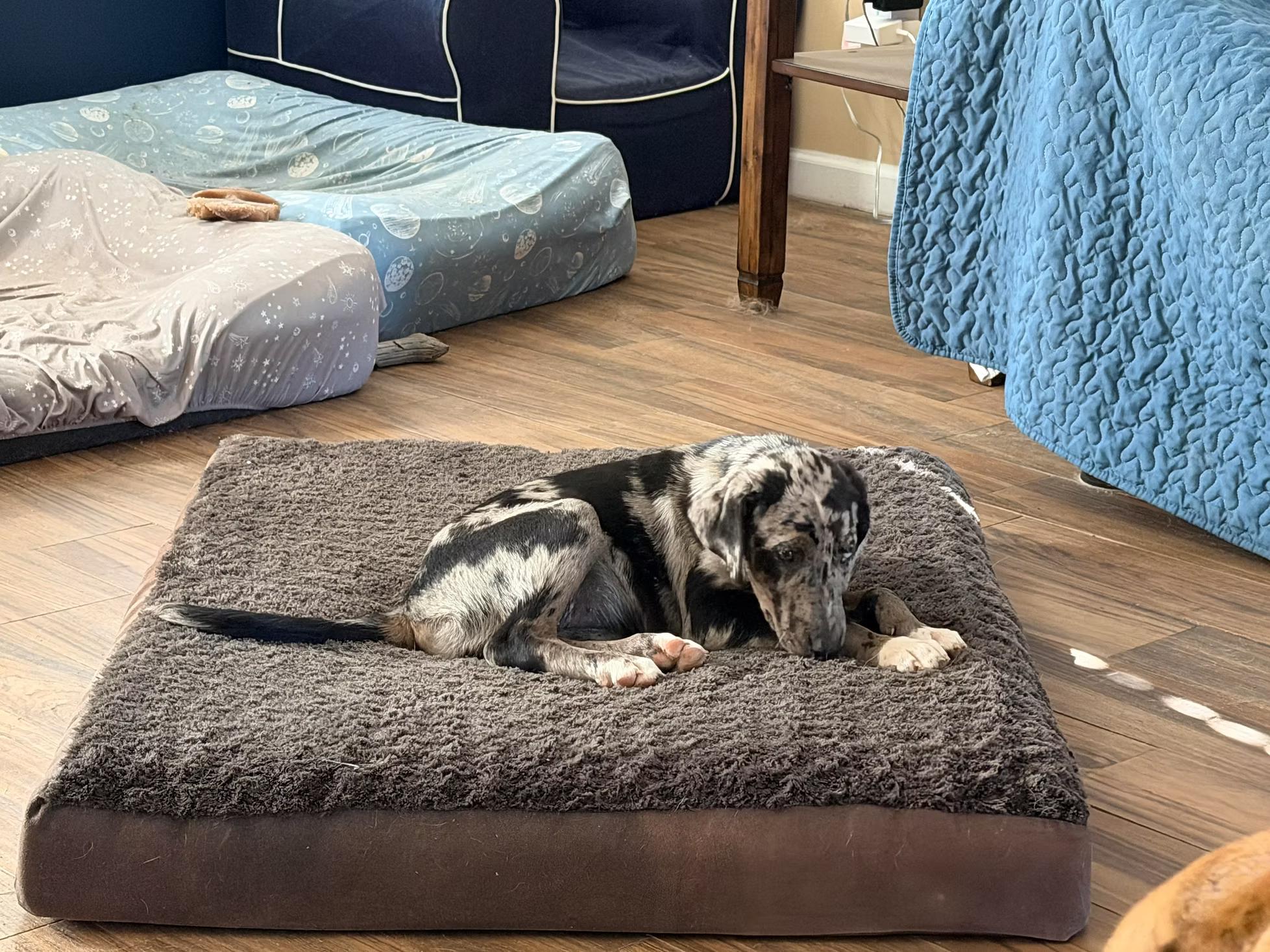 Enlarge Roux - in Maine, a ADOPTABLE Catahoula Leopard Dog in Kennebunkport, ME image 5/5