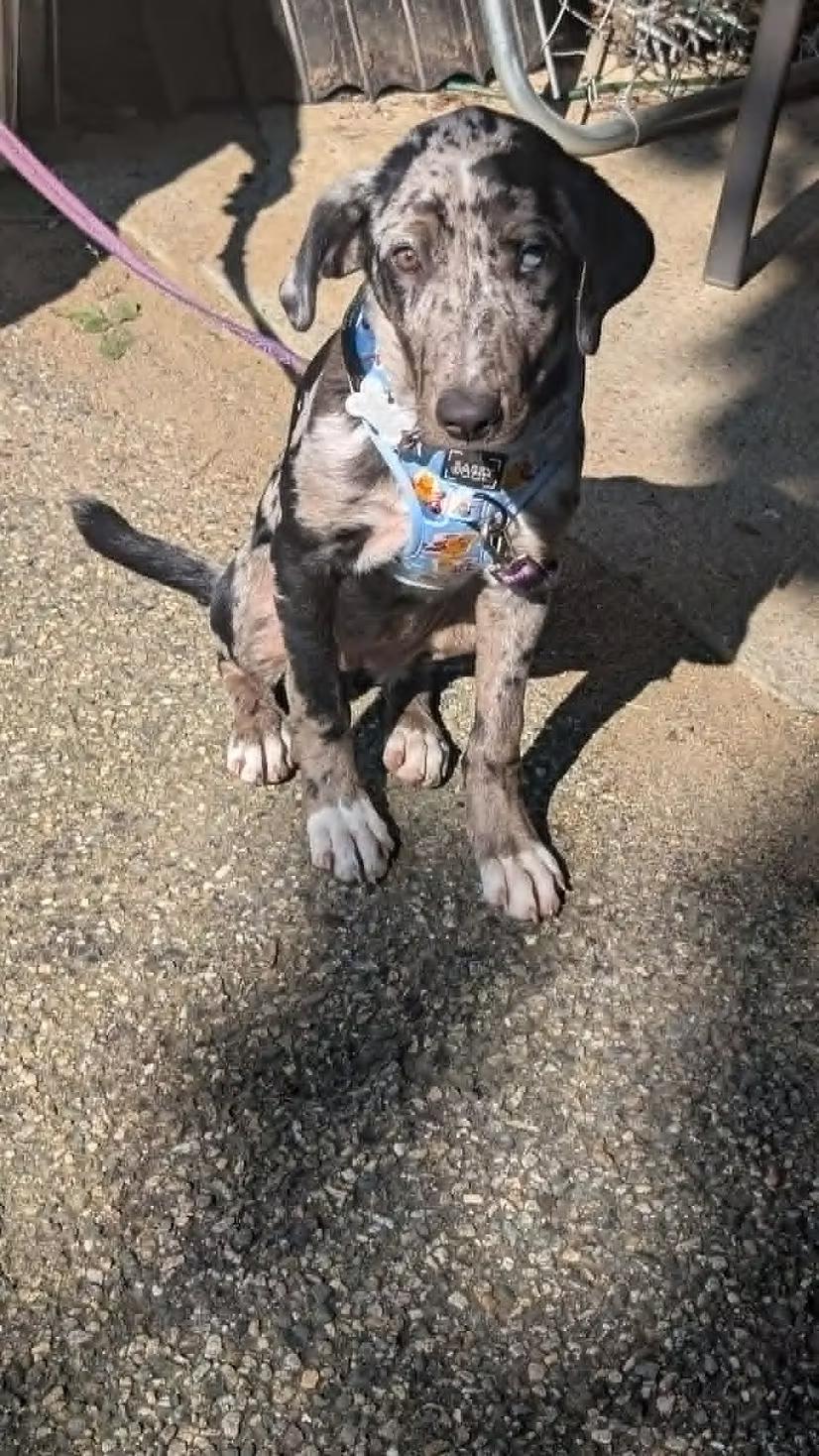 Enlarge Roux - in Maine, a ADOPTABLE Catahoula Leopard Dog in Kennebunkport, ME image 4/5