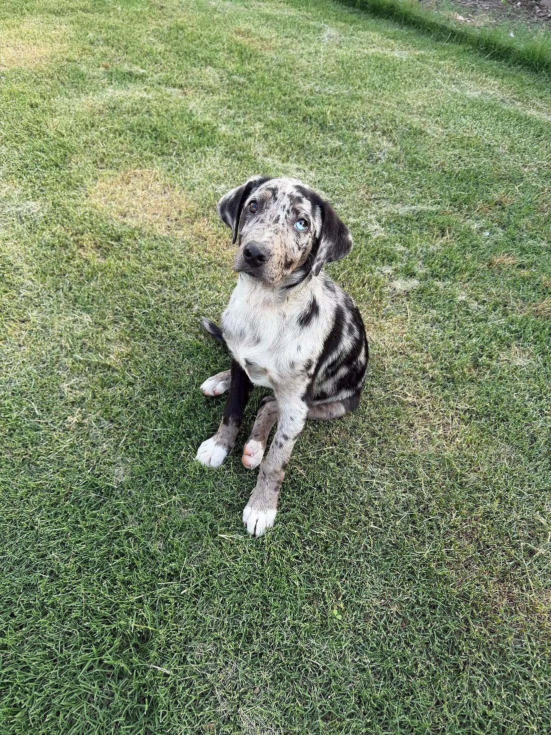 Enlarge Roux - in Maine, a ADOPTABLE Catahoula Leopard Dog in Kennebunkport, ME image 3/5
