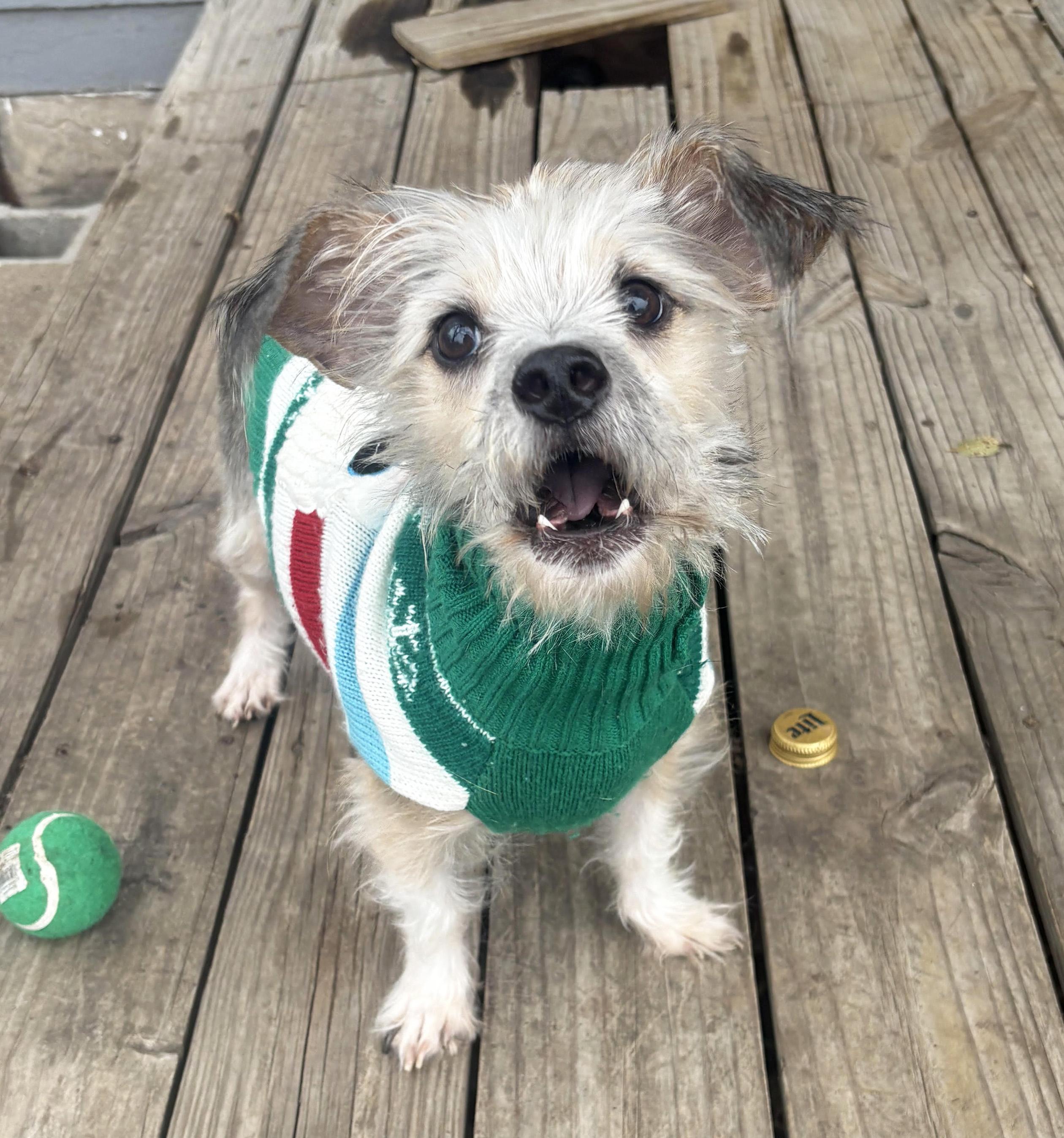 Hendrix, ADOPTABLE, Adult Male Silky Terrier.