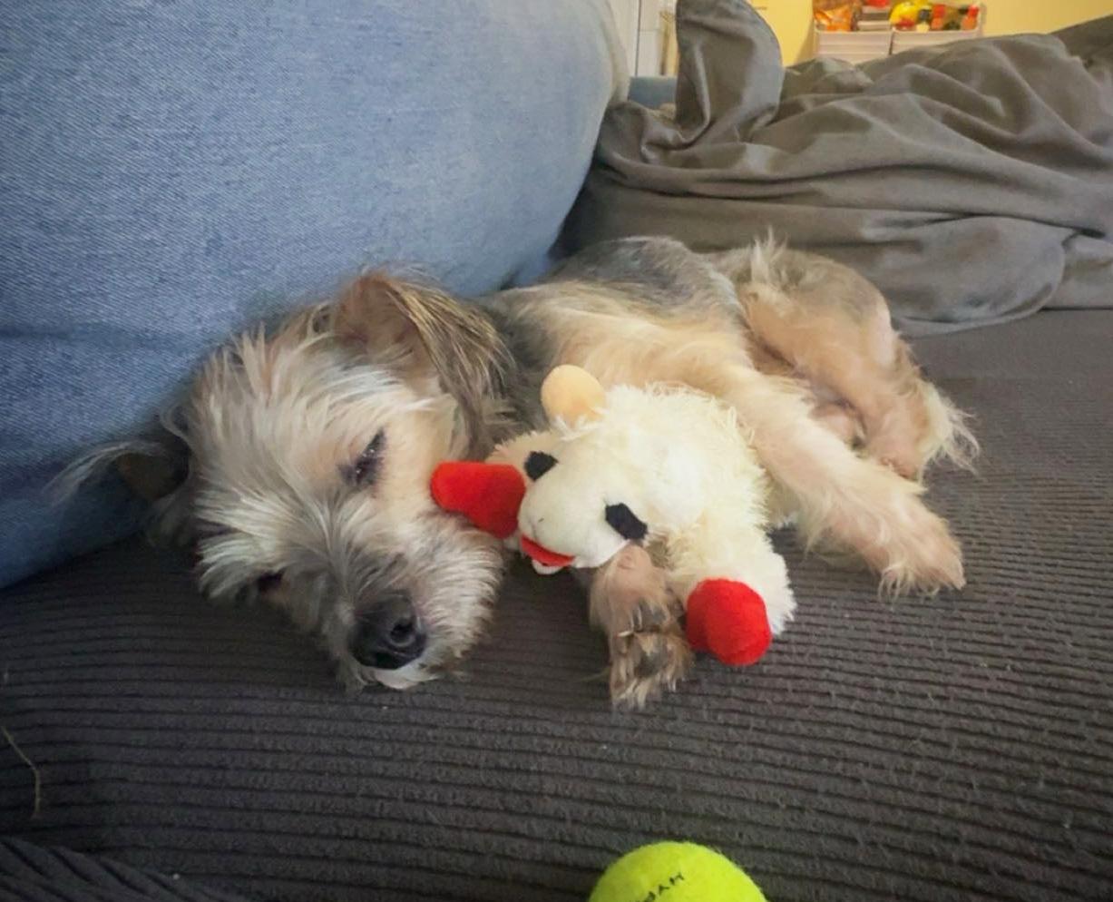 Hendrix, a ADOPTABLE mixed breed in Manhattan, KS image 2/6