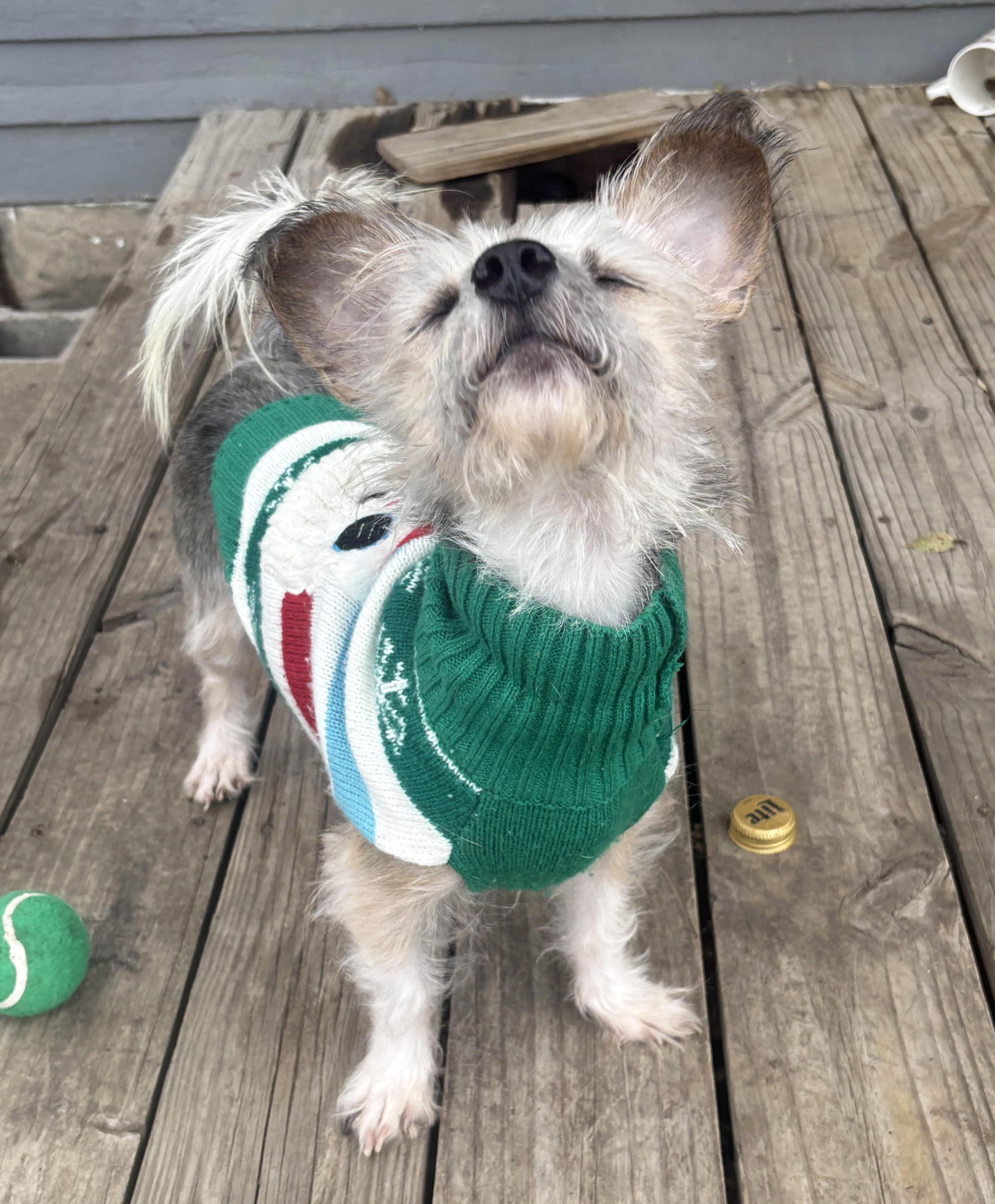 Hendrix, a ADOPTABLE mixed breed in Manhattan, KS image 3/6