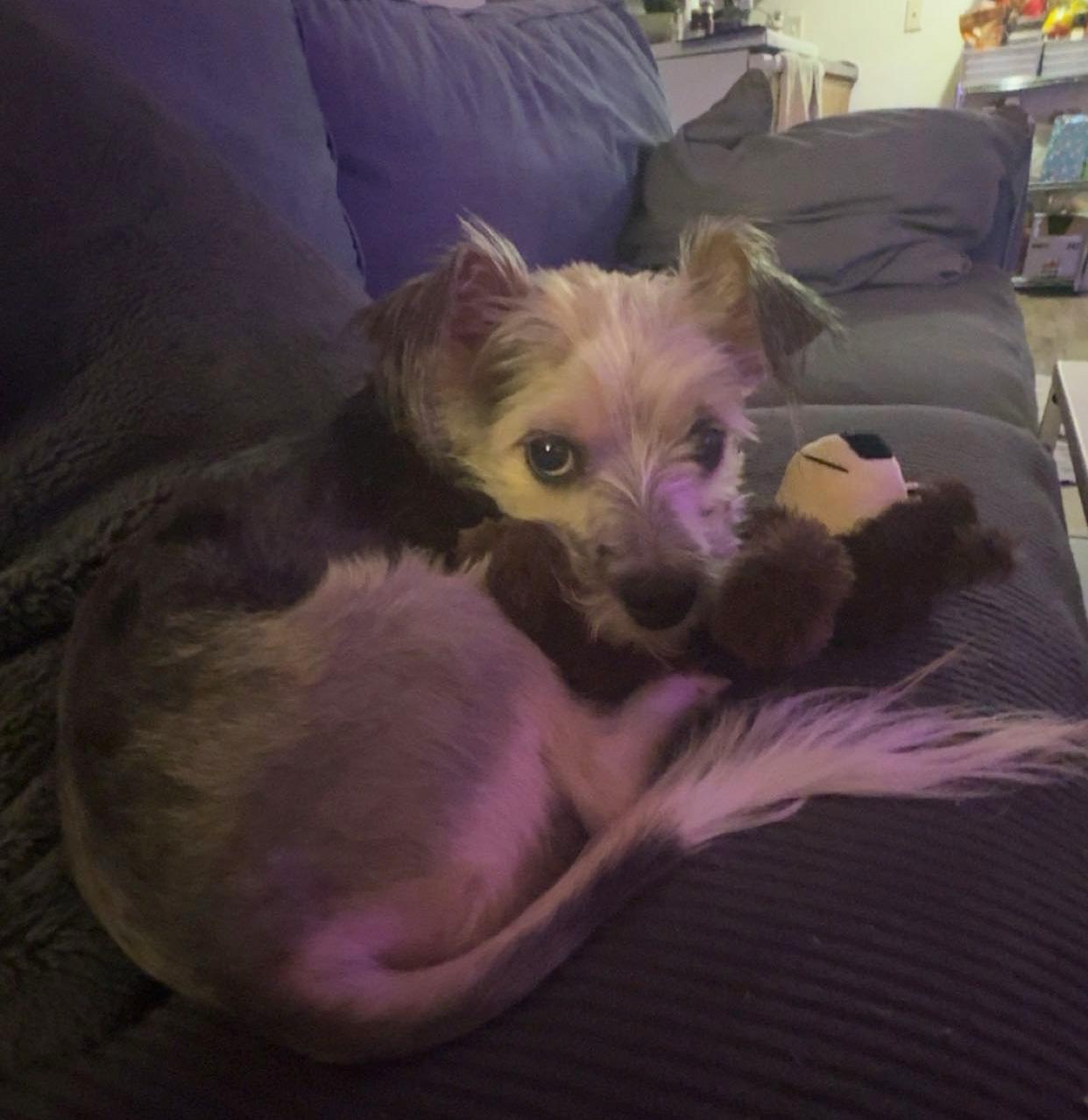 Hendrix, a ADOPTABLE mixed breed in Manhattan, KS image 4/6