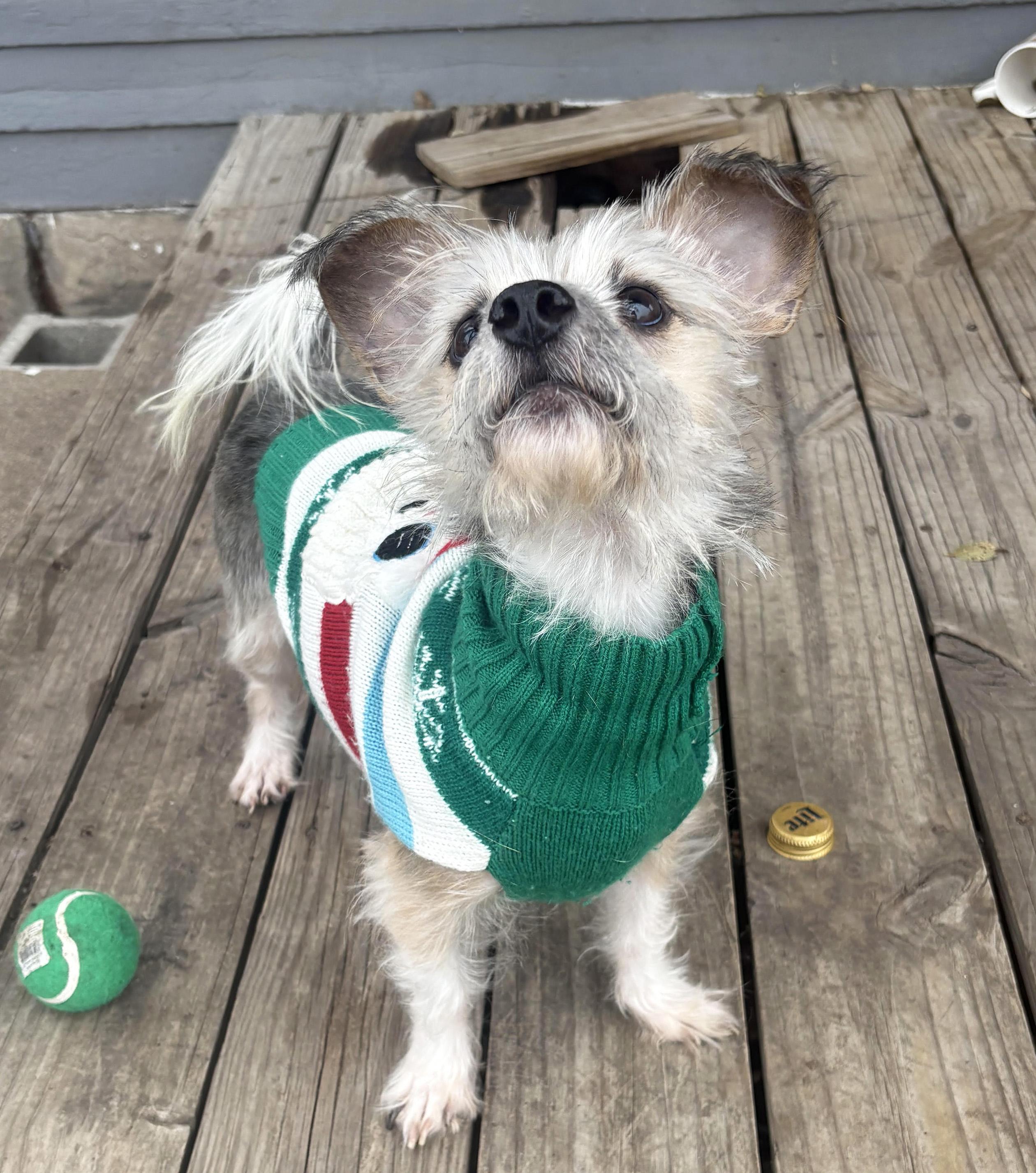 Hendrix, a ADOPTABLE mixed breed in Manhattan, KS image 5/6