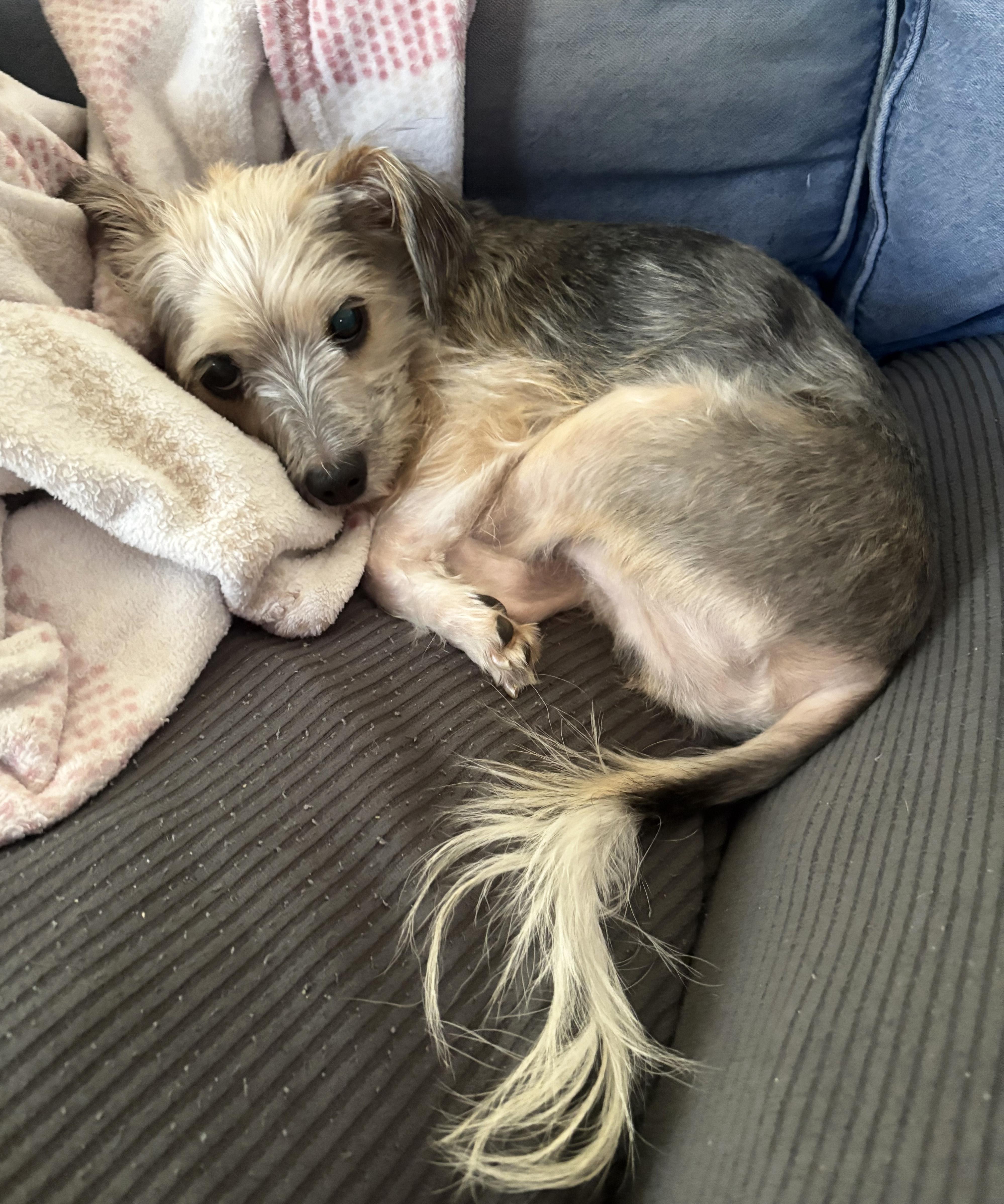 Hendrix, a ADOPTABLE mixed breed in Manhattan, KS image 6/6