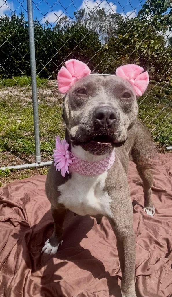 Enlarge Xena, a Adoptable mixed breed in Cape Coral, FL image 1/3
