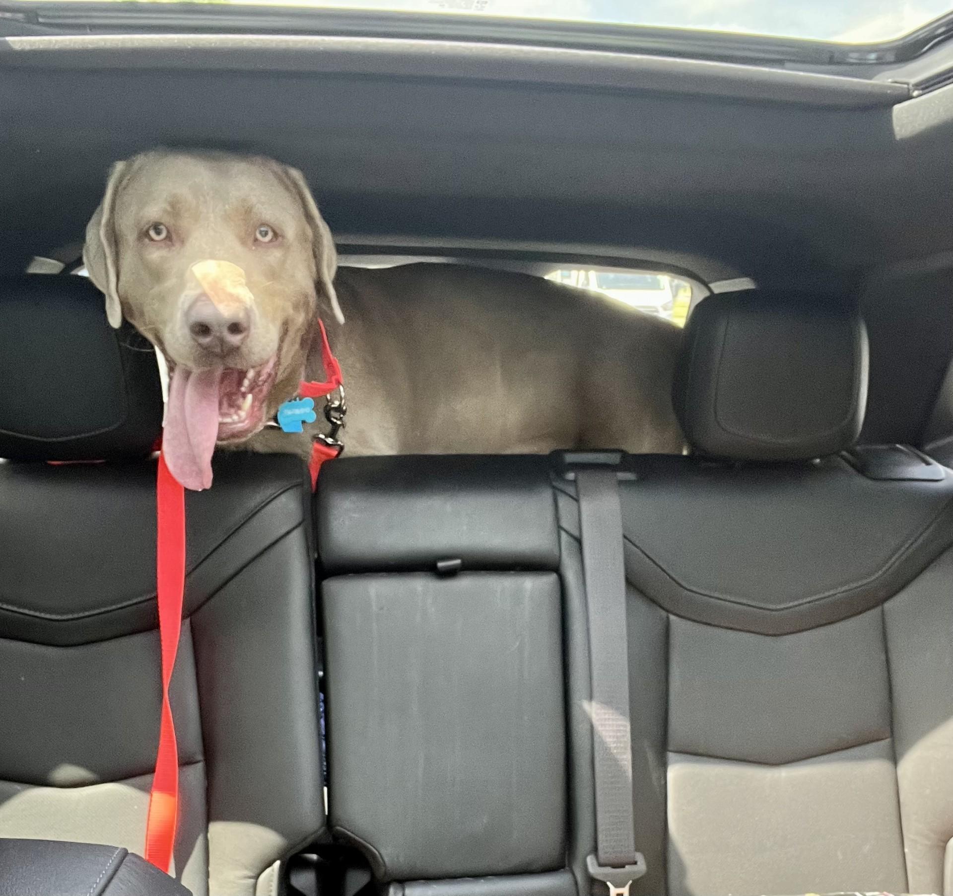 Enlarge Beau, an adopted Labrador Retriever in Okemos, MI image 3/5