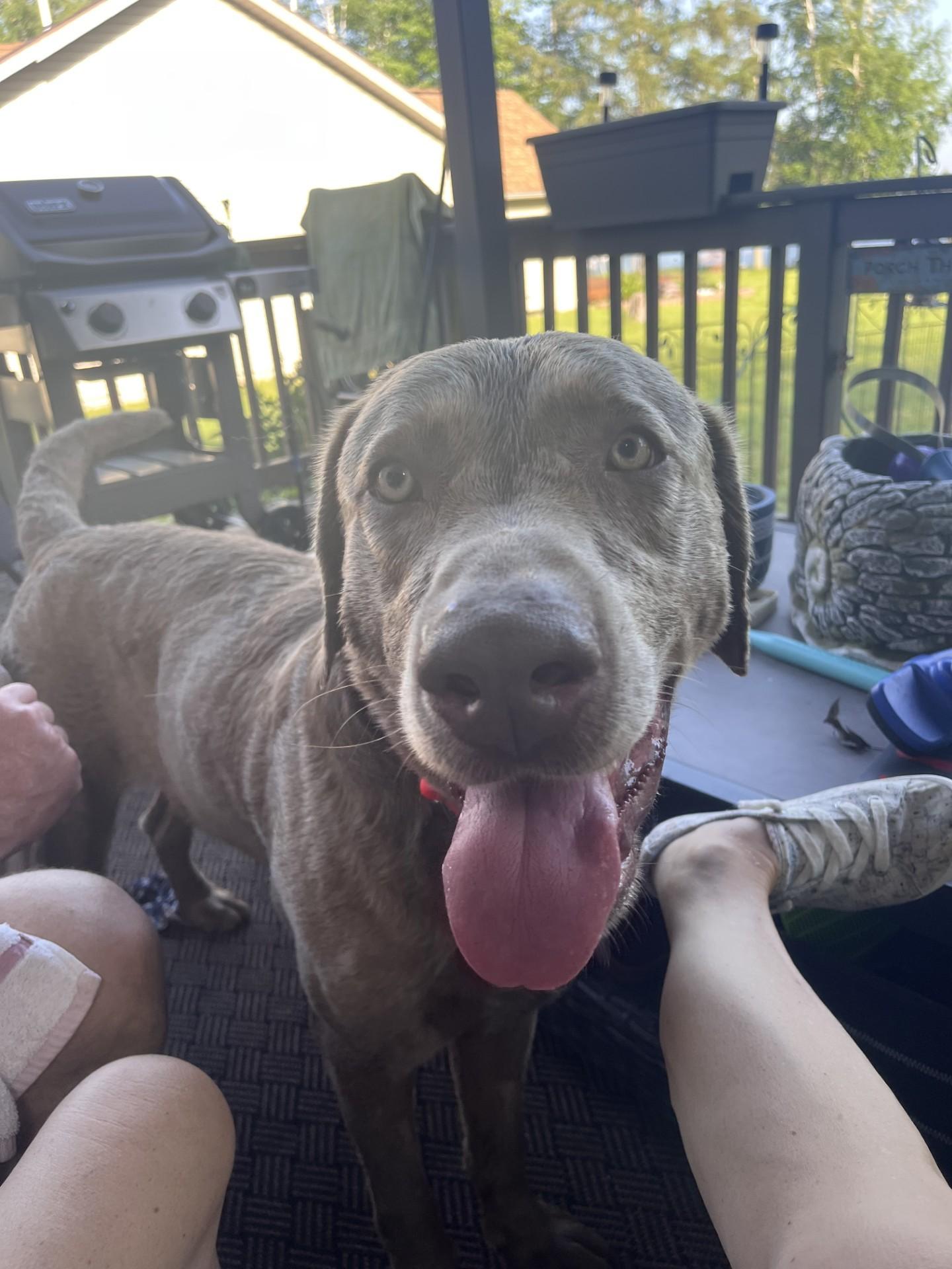 Enlarge Beau, an adopted Labrador Retriever in Okemos, MI image 4/5