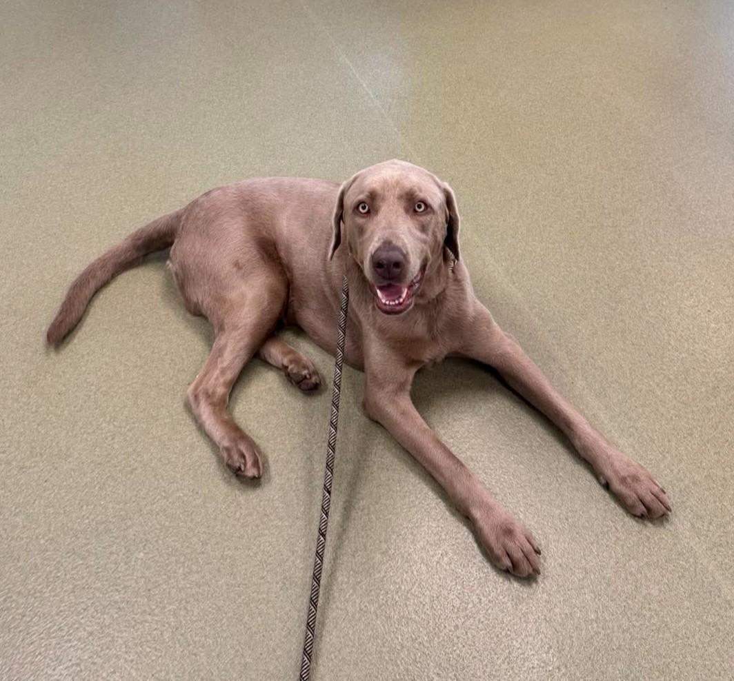 Enlarge Beau, an adopted Labrador Retriever in Okemos, MI image 5/5
