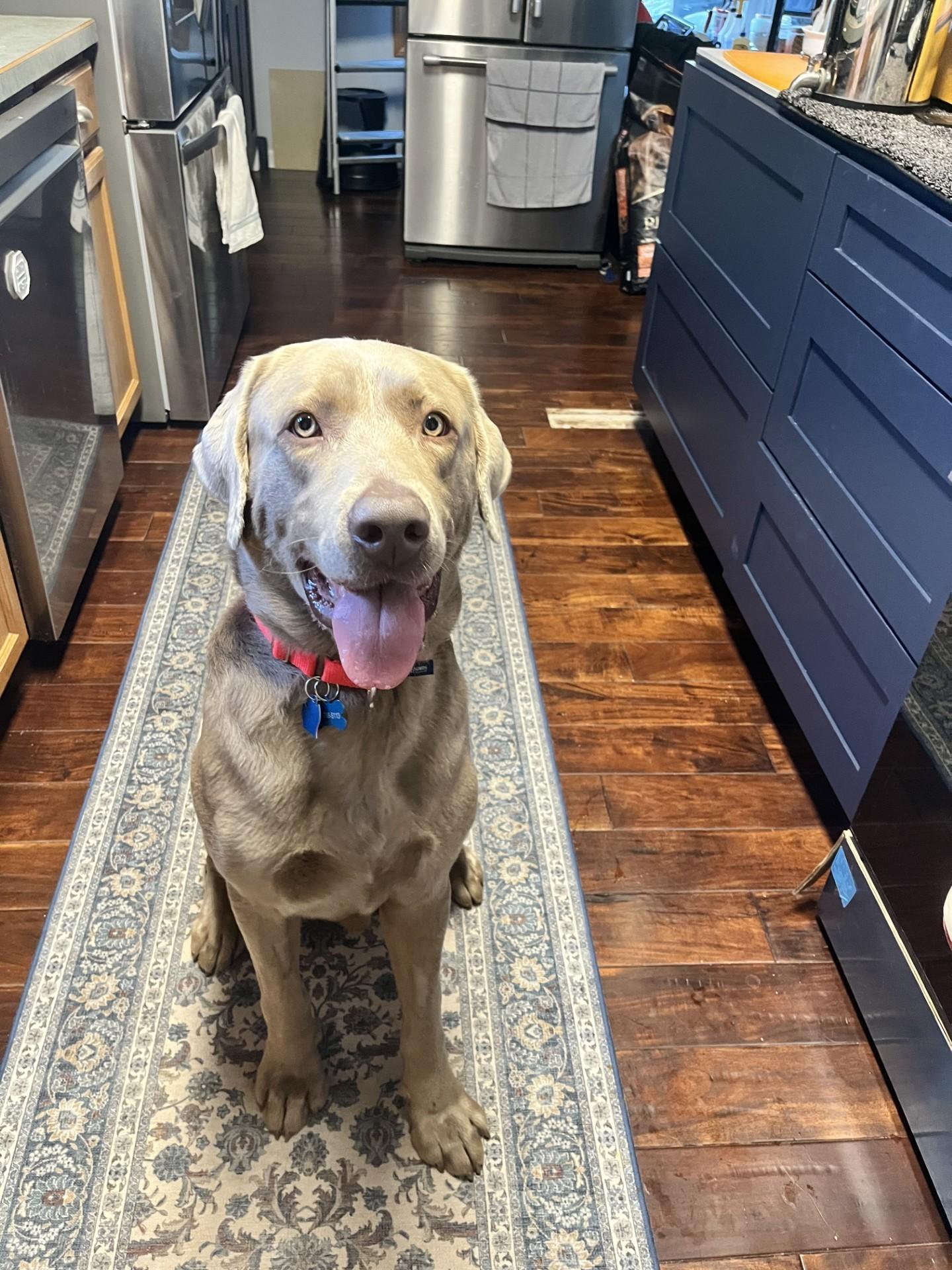 Beau, adopted, Young Male Labrador Retriever.