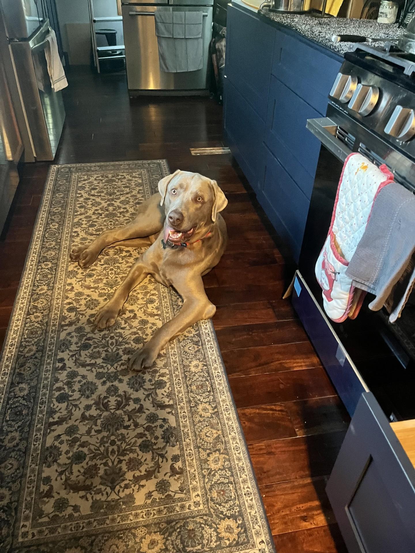 Enlarge Beau, an adopted Labrador Retriever in Okemos, MI image 2/5