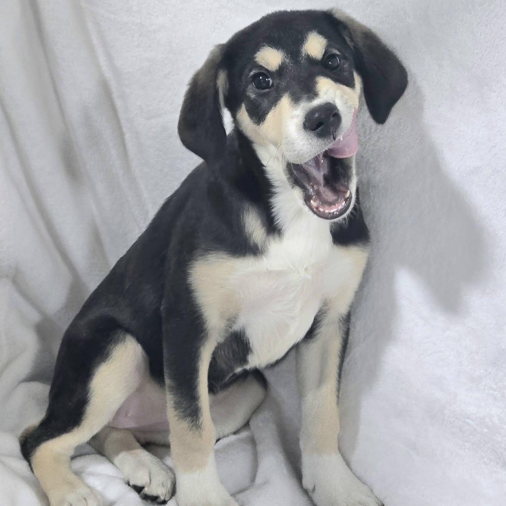 Jazzy, ADOPTABLE, Young Female Mixed Breed.
