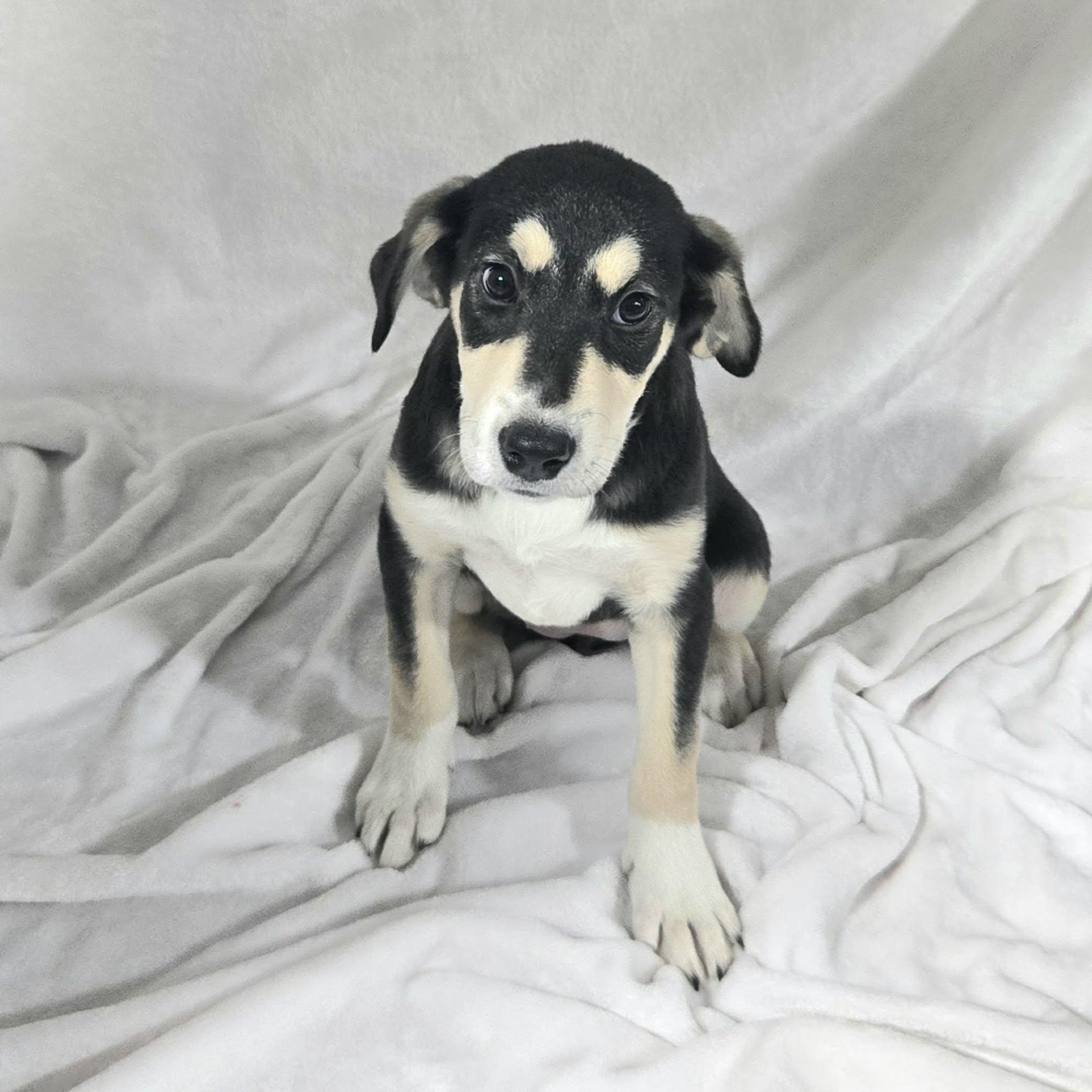 Enlarge Jazzy, a ADOPTABLE Mixed Breed in Woolwich, ME image 3/5