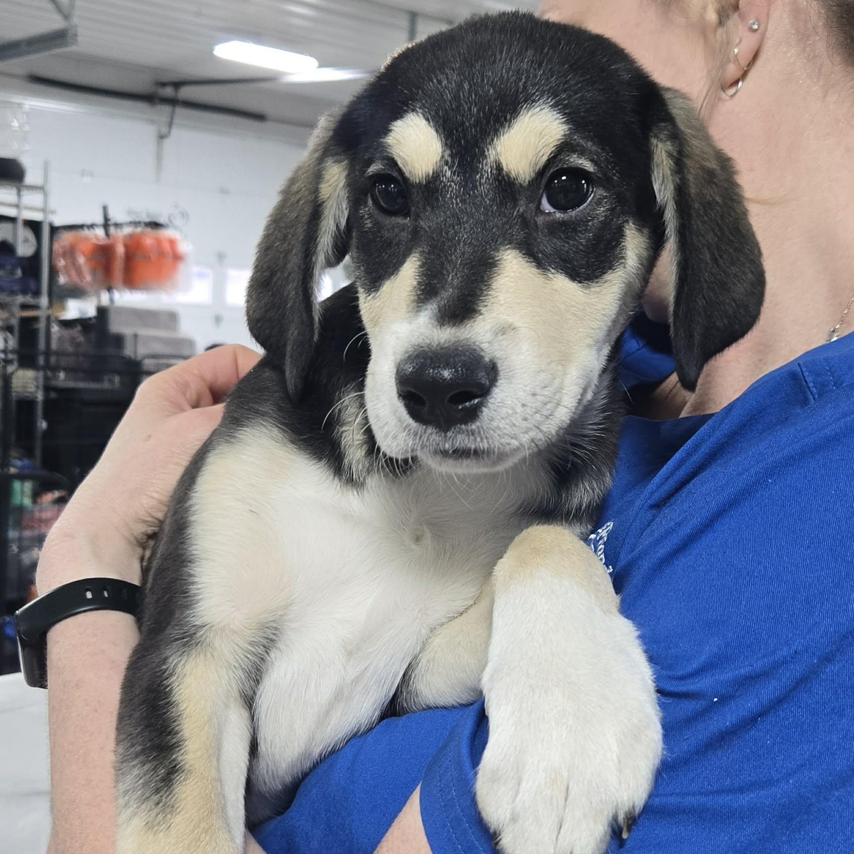 Enlarge Jazzy, a ADOPTABLE Mixed Breed in Woolwich, ME image 5/5