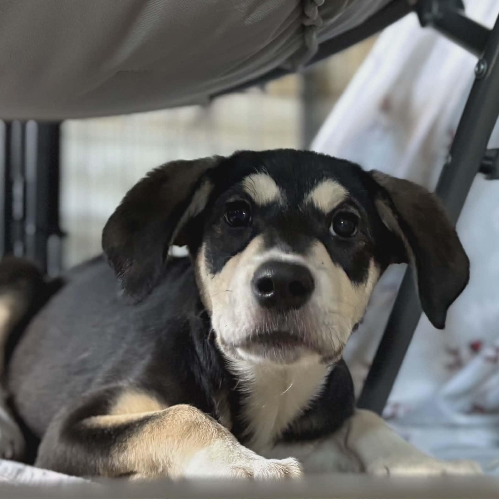 Enlarge Jazzy, a ADOPTABLE Mixed Breed in Woolwich, ME image 4/5