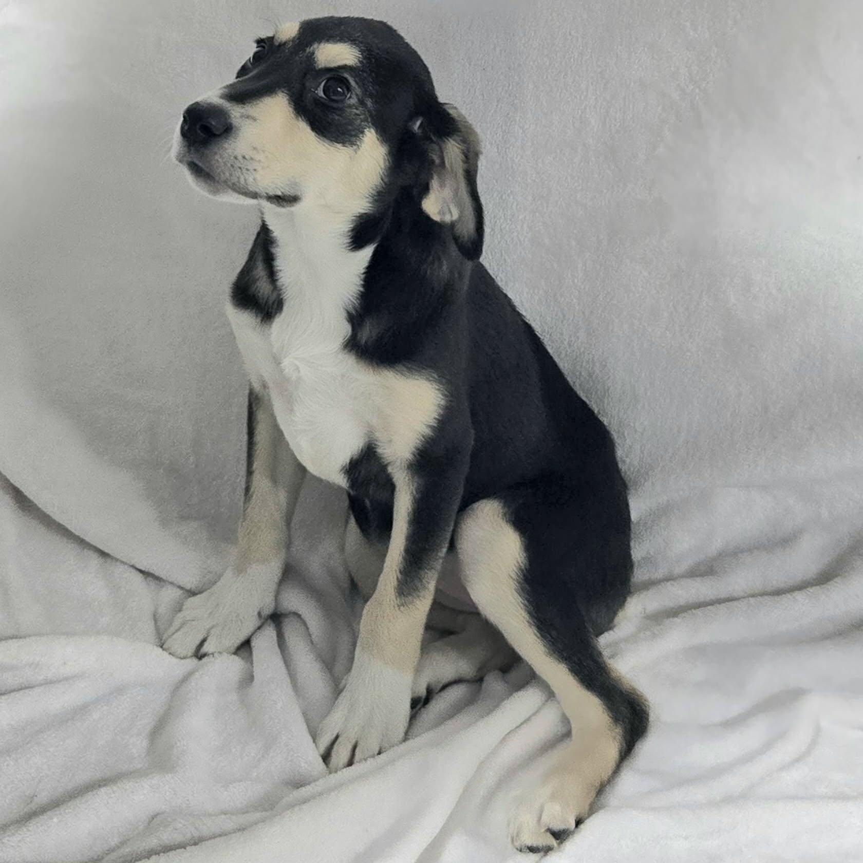 Enlarge Jazzy, a ADOPTABLE Mixed Breed in Woolwich, ME image 2/5