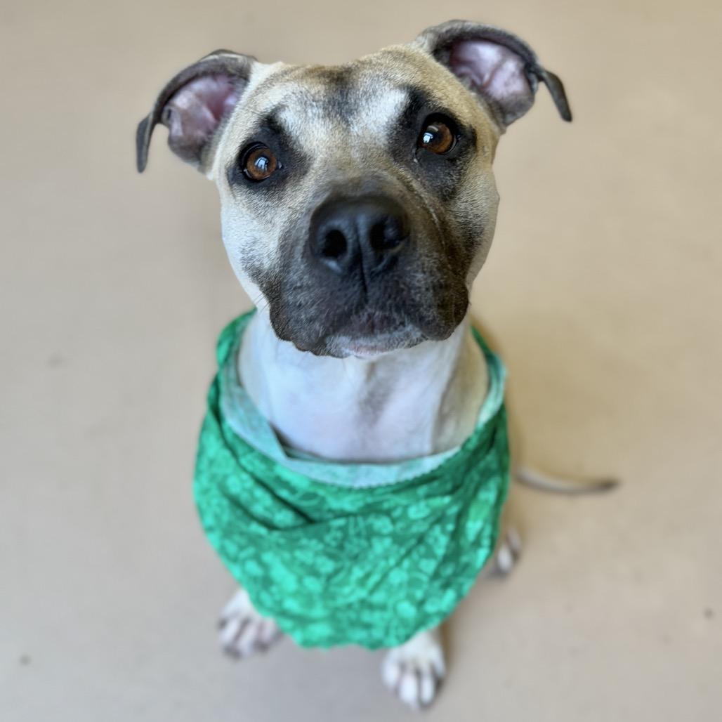 Enlarge "FETTUCINI", a Adoptable Pit Bull Terrier in Perkiomenville, PA image 1/6