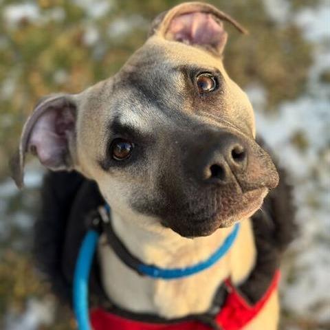 Enlarge "FETTUCINI", a Adoptable Pit Bull Terrier in Perkiomenville, PA image 4/6