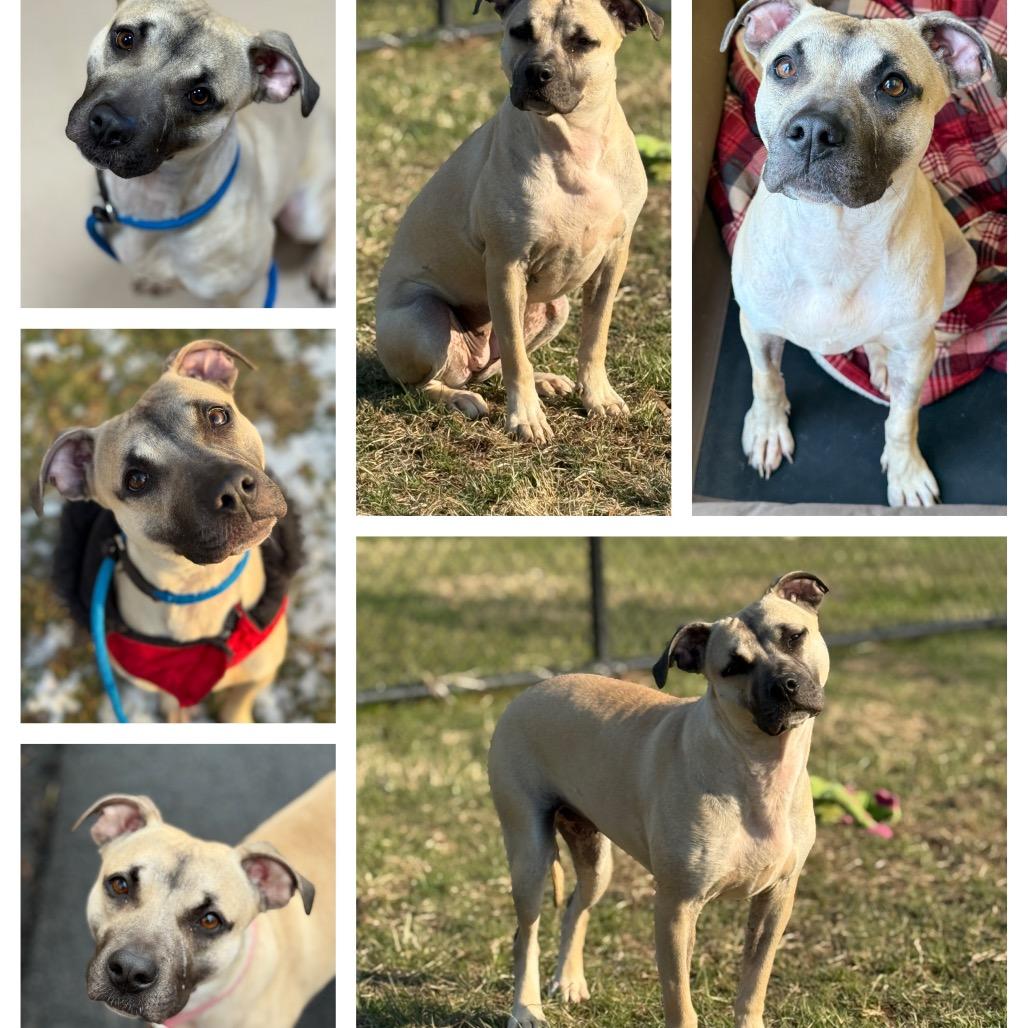 Enlarge "FETTUCINI", a Adoptable Pit Bull Terrier in Perkiomenville, PA image 2/6