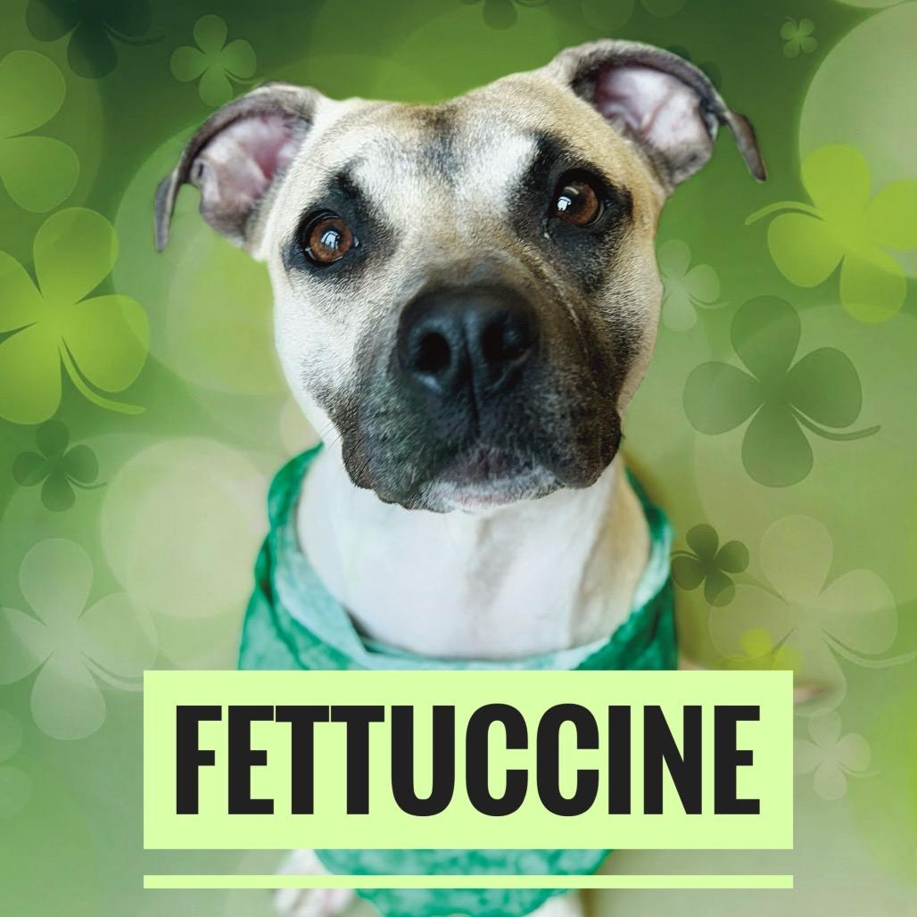 Enlarge "FETTUCINI", a Adoptable Pit Bull Terrier in Perkiomenville, PA image 5/6