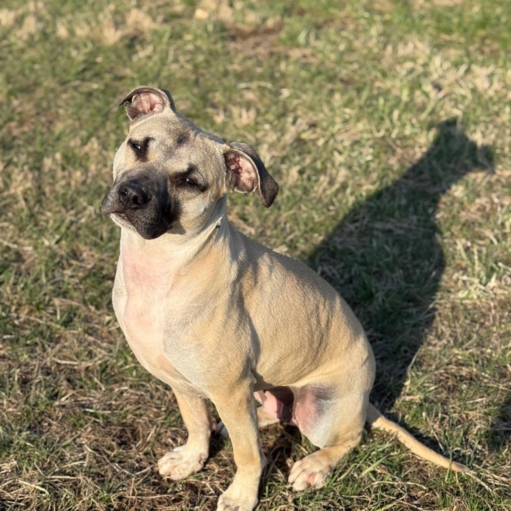 Enlarge "FETTUCINI", a Adoptable Pit Bull Terrier in Perkiomenville, PA image 3/6