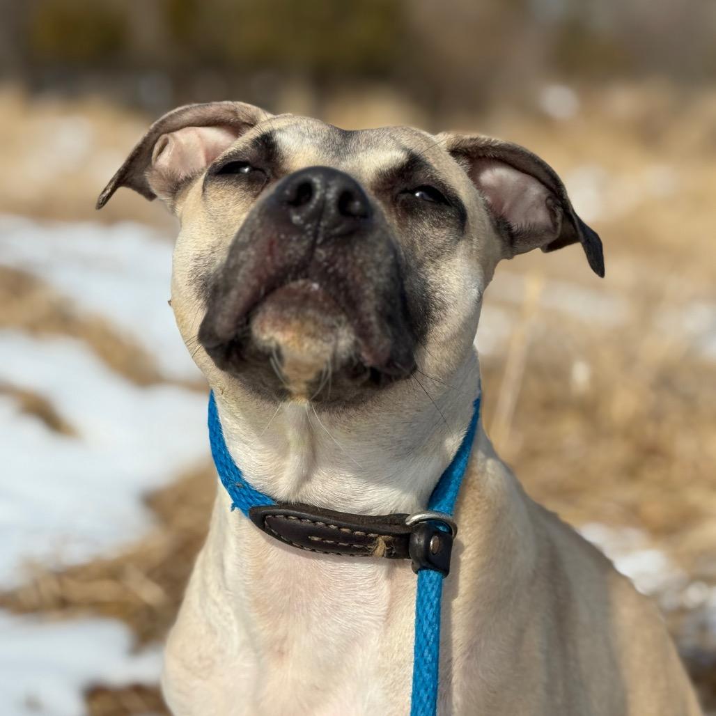 Enlarge "FETTUCINI", a Adoptable Pit Bull Terrier in Perkiomenville, PA image 6/6