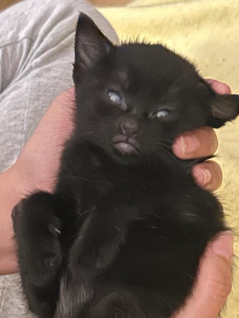 Monkey, Adopted, Kitten Male Domestic Medium Hair.