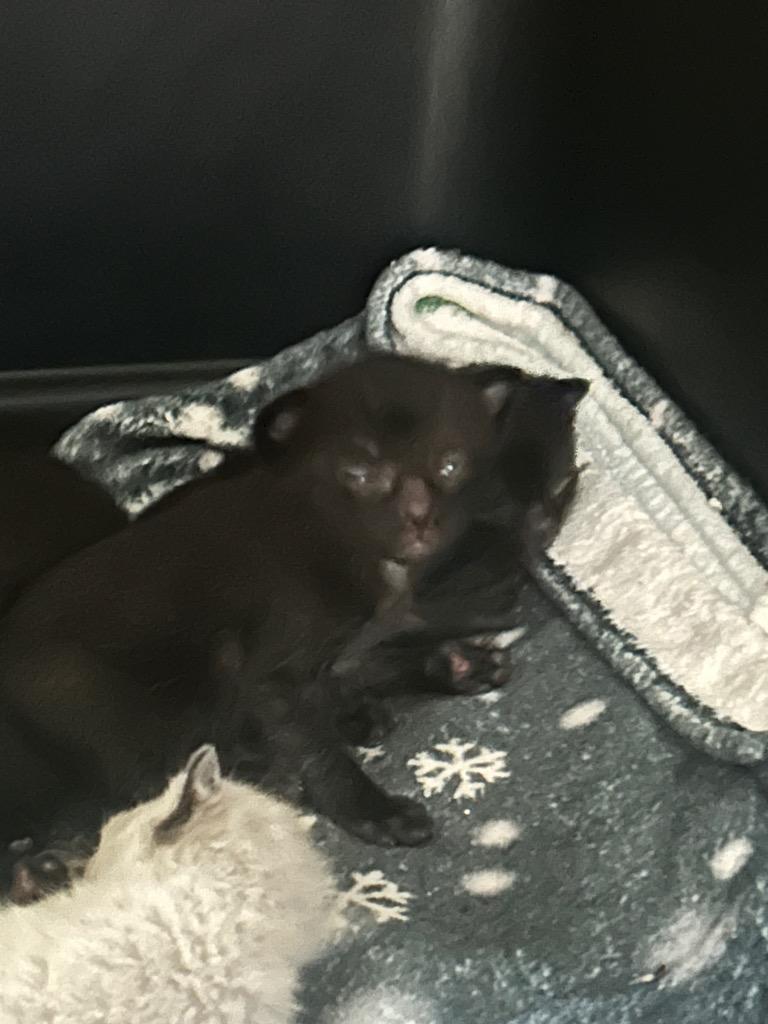 Enlarge Monkey, a Adopted mixed breed in New Kensington, PA image 2/5
