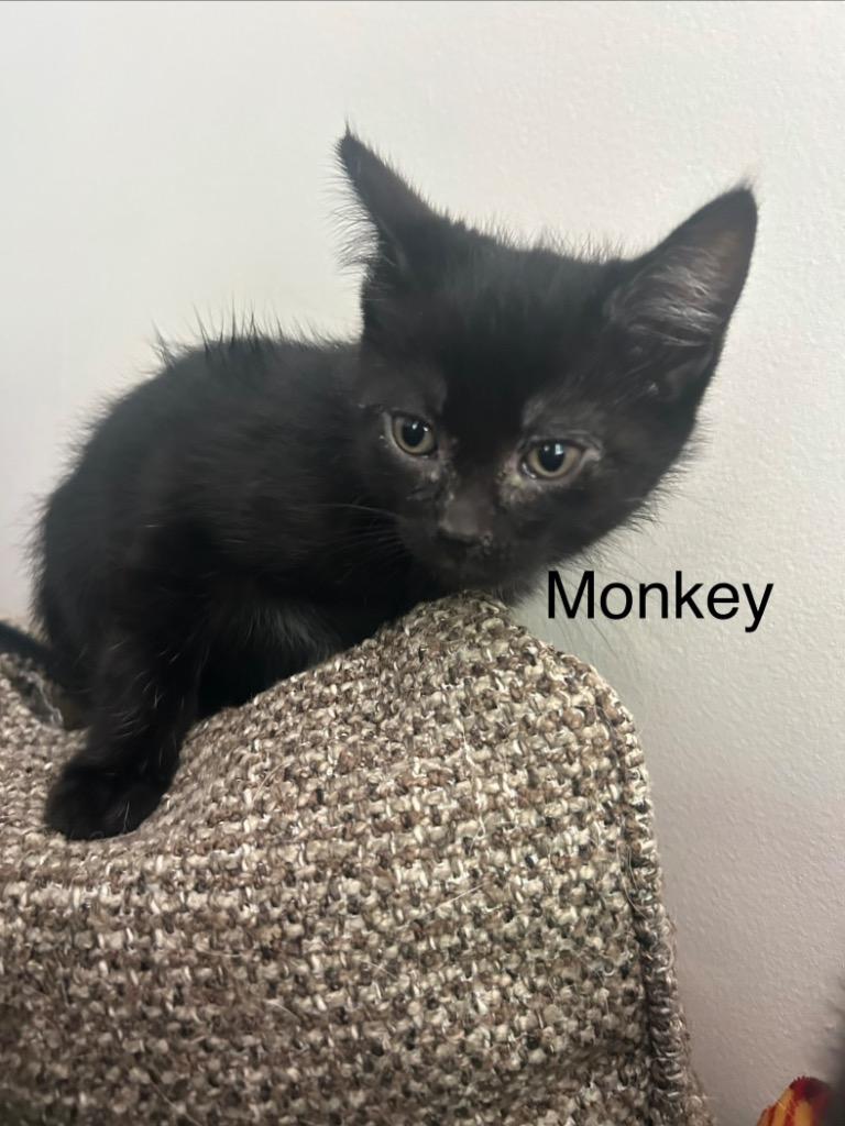 Enlarge Monkey, a Adopted mixed breed in New Kensington, PA image 3/5