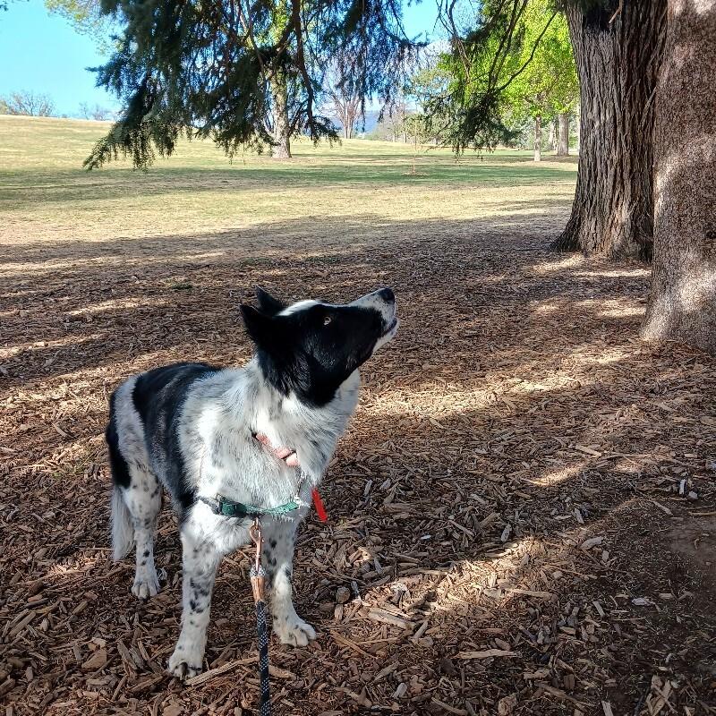 Enlarge Anchor, a Adoptable mixed breed in Westminster, CO image 2/6