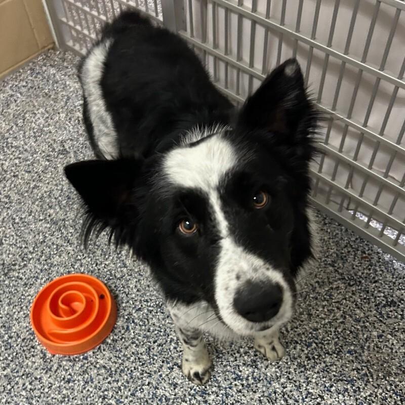 Enlarge Anchor, a Adoptable mixed breed in Westminster, CO image 3/6